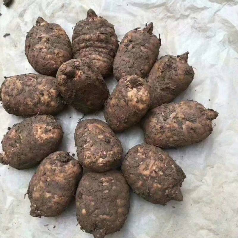 昭通小草坝野生新鲜天麻，欢迎电商平台。代办代收代发。