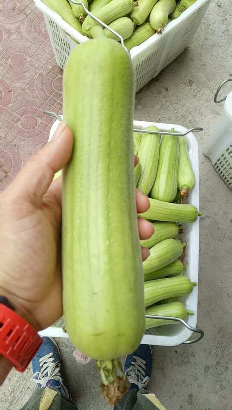 白丝瓜～广东基地反季节种植，一年四季都可以供货