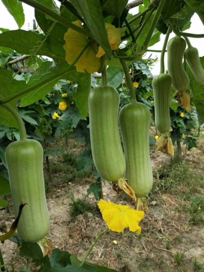 白丝瓜～广东基地反季节种植，一年四季都可以供货
