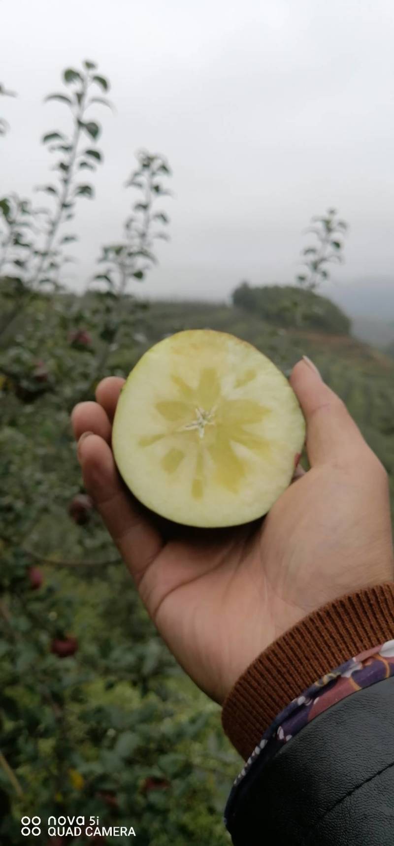 （专业代办）昭通冰糖心丑苹果，一件代发，电商平台团购。