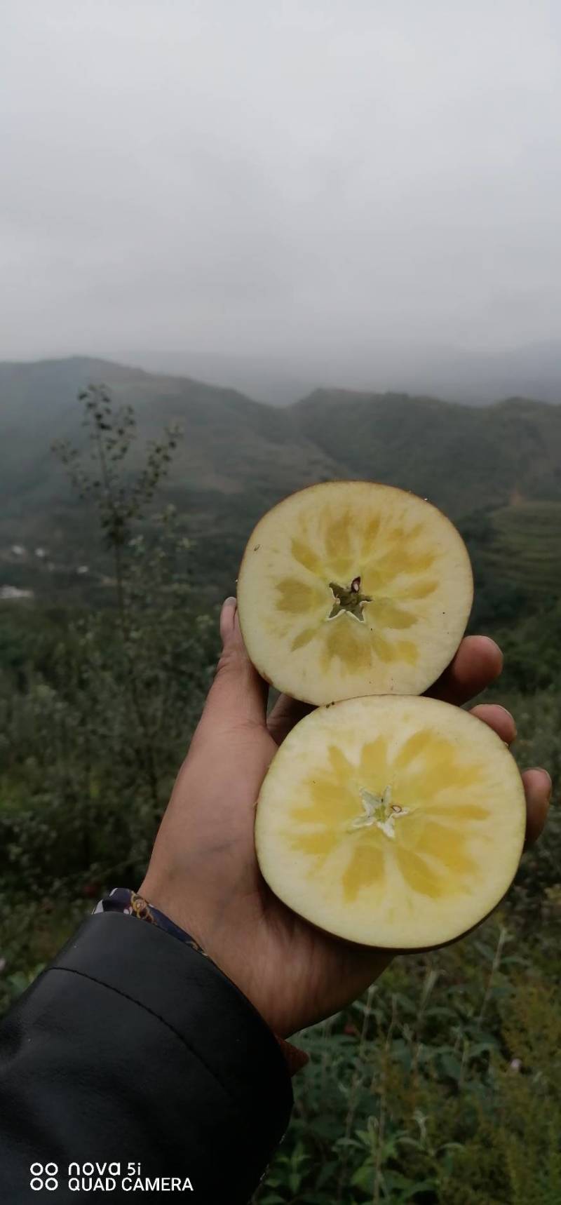 （专业代办）昭通冰糖心丑苹果，一件代发，电商平台团购。
