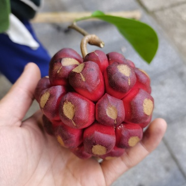 精品高山中药水果，布福娜黑老虎。