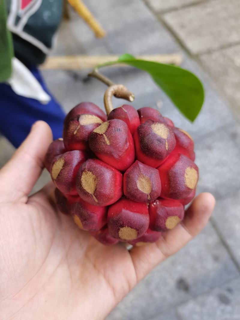 精品高山中药水果，布福娜黑老虎。
