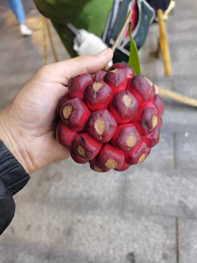 精品高山中药水果，布福娜黑老虎。