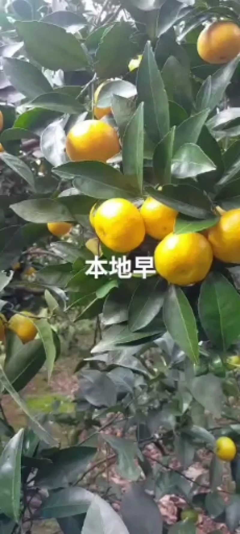 本地早巜新余密桔》也是大叶南丰，本地区大量种植