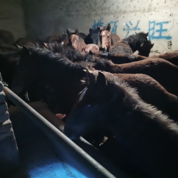 甘肃肉马，小马驹，大量上市了本人常年经纪人
