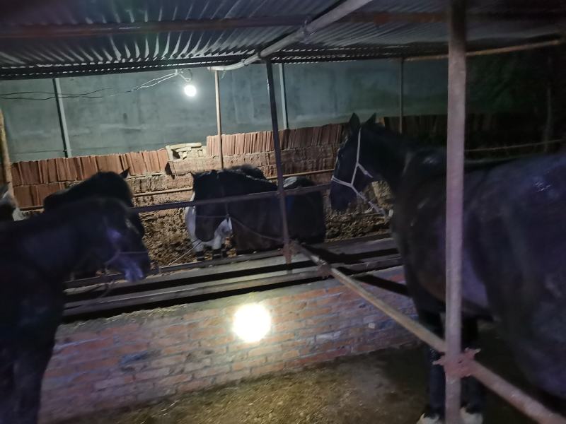 甘肃肉马，小马驹，大量上市了本人常年经纪人