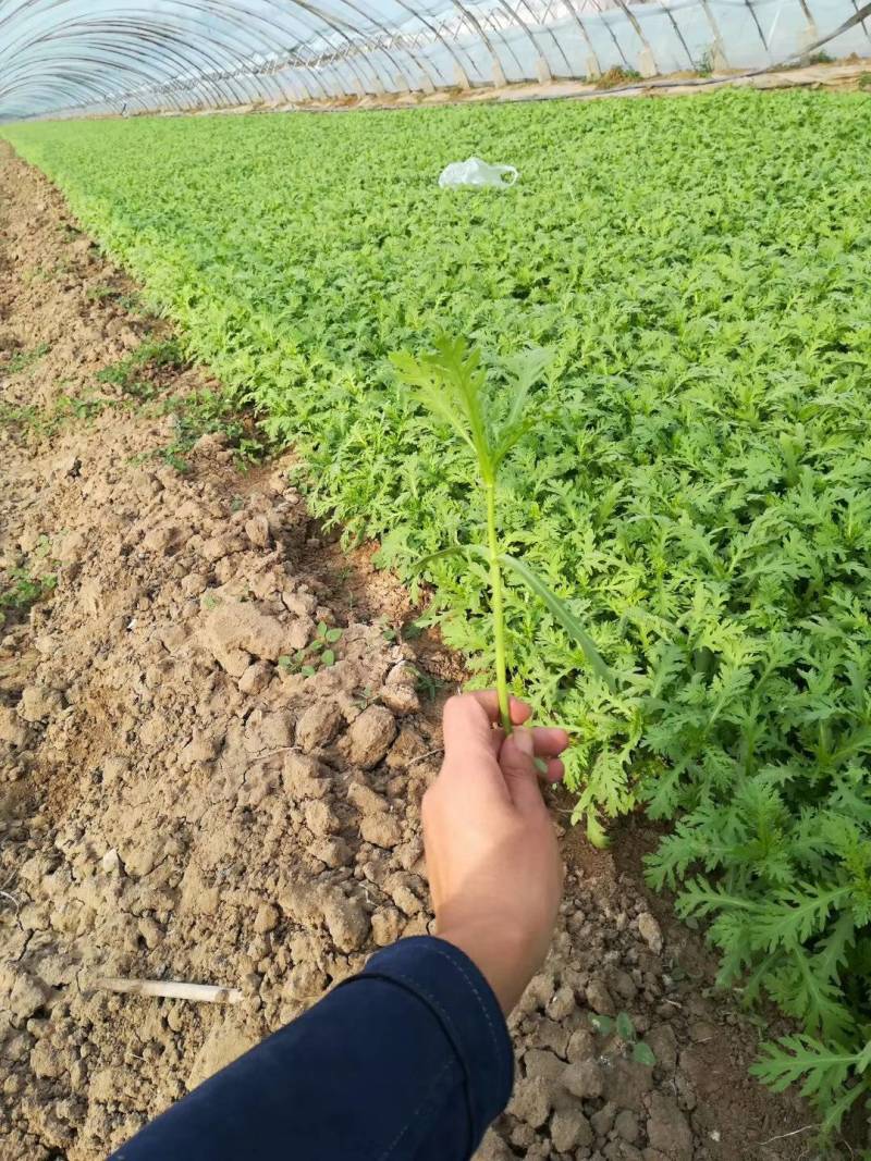 精品茼蒿菜，质量上乘，论斤包棚都可以，寻找长期合作的客户