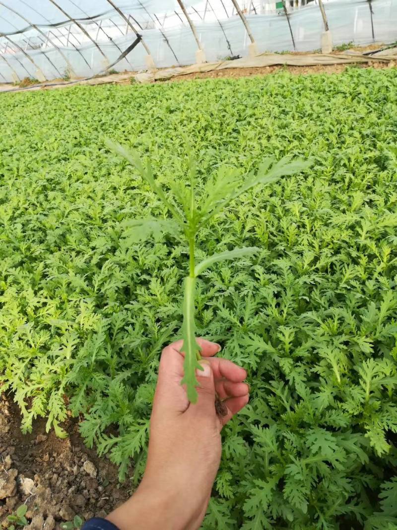 精品茼蒿菜，质量上乘，论斤包棚都可以，寻找长期合作的客户