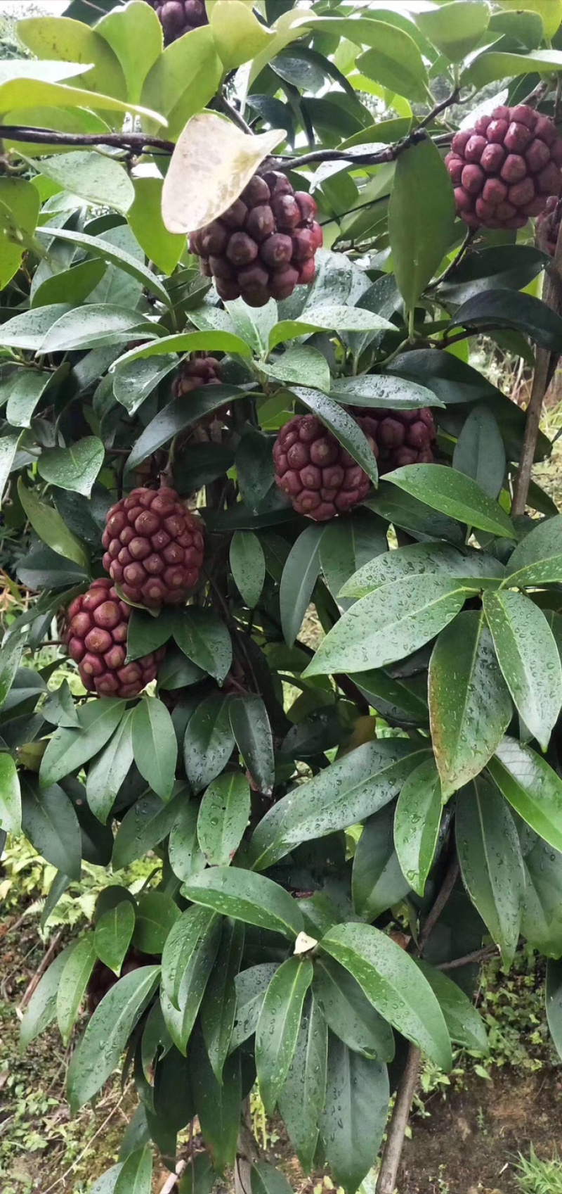 广西大瑶山黑老虎果布福娜核果仁果类水果
