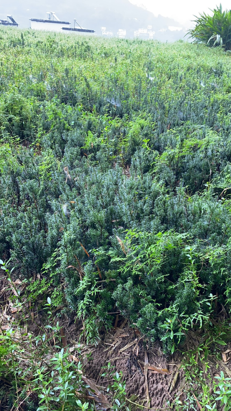 曼迪亚红豆杉大批量出售，基地位于四川省宜宾市筠连县