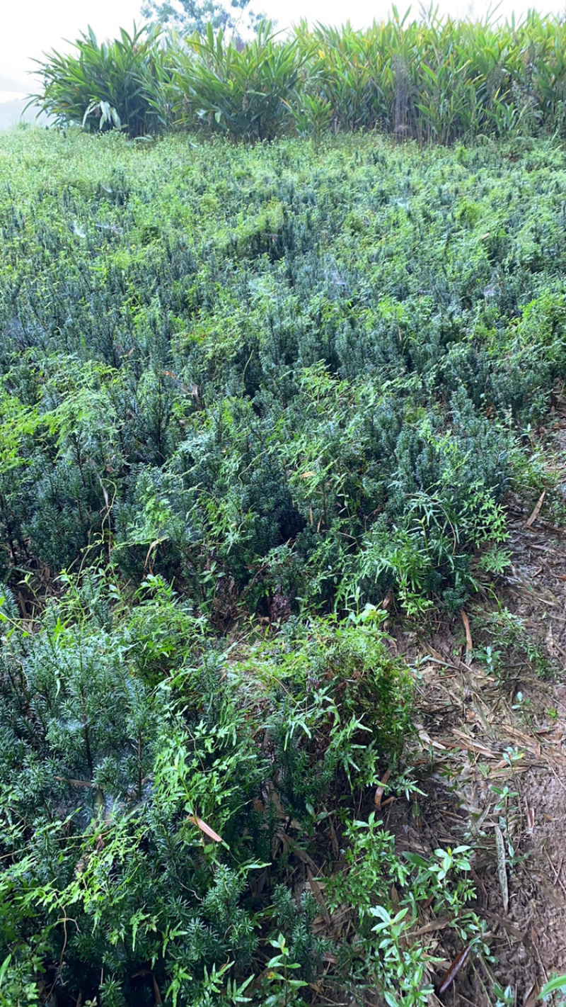 曼迪亚红豆杉大批量出售，基地位于四川省宜宾市筠连县