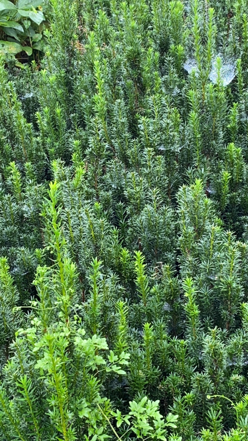 曼迪亚红豆杉大批量出售，基地位于四川省宜宾市筠连县