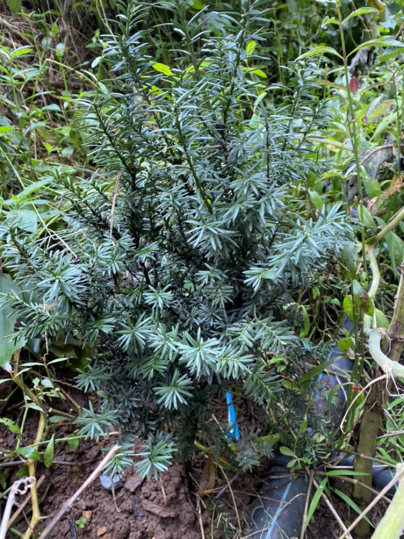 曼迪亚红豆杉大批量出售，基地位于四川省宜宾市筠连县