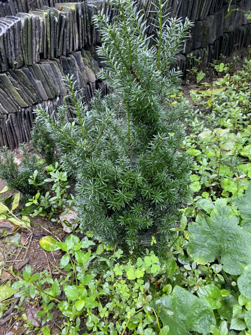 曼迪亚红豆杉大批量出售，基地位于四川省宜宾市筠连县