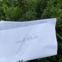 曼迪亚红豆杉优质苗木大量供应，零星客户欢迎采购