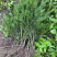 曼迪亚红豆杉优质苗木大量供应，零星客户欢迎采购