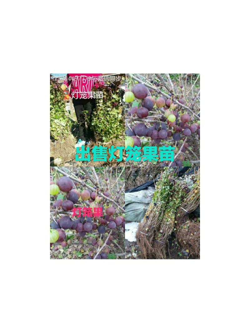 灯笼果苗。基地批发灯笼果苗。价格低。需要的联系。