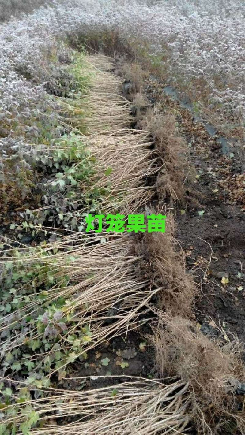 灯笼果苗。基地批发灯笼果苗。价格低。需要的联系。