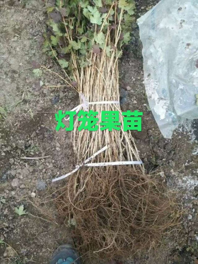 灯笼果苗。批发灯笼果苗。量大优惠。需要的联系。