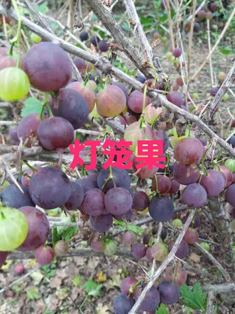 灯笼果苗。批发灯笼果苗。量大优惠。需要的联系。