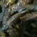 东北天然老头鱼，活鱼去鳞，去腮，净膛。味道口感鲜美