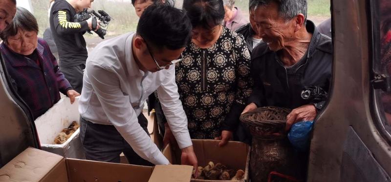 高山散养杂粮虫草桑叶喂养扶贫土鸡蛋一件代发，破损包赔
