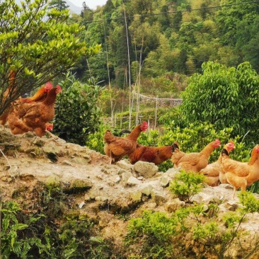 高山散养杂粮虫草桑叶喂养扶贫土鸡蛋一件代发，破损包赔