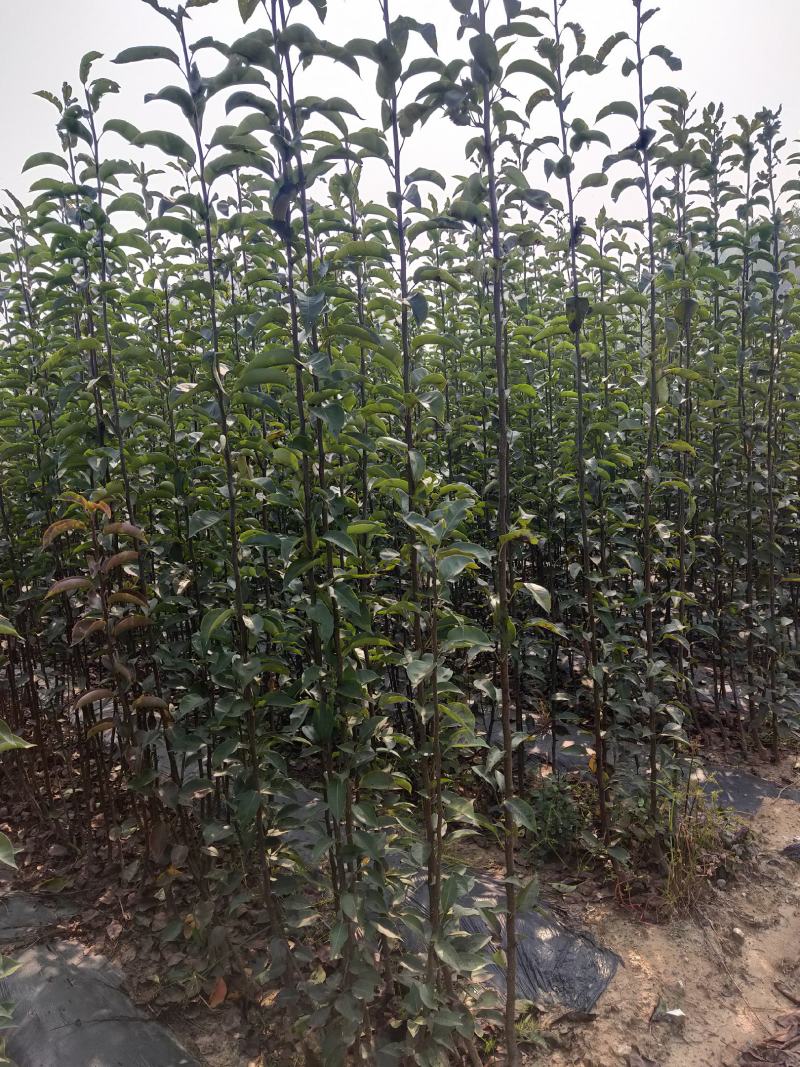 河北省秦皇岛市昌黎县小海果蔬苗木销售中心玉露香