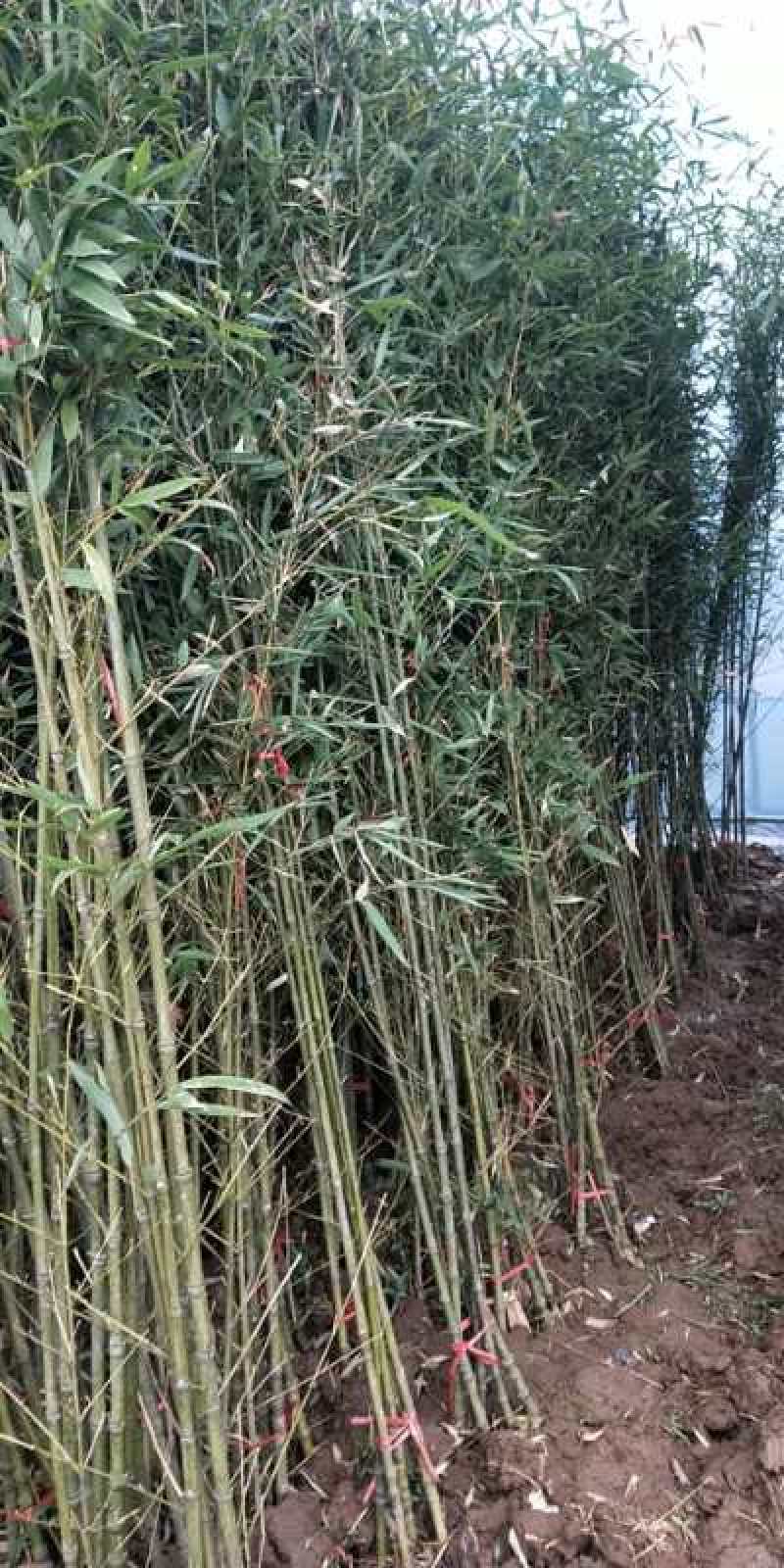 罗汉松佛肚竹基地直发量大优惠全国包邮