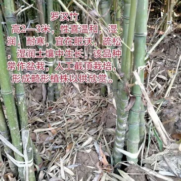 罗汉松佛肚竹基地直发量大优惠全国包邮