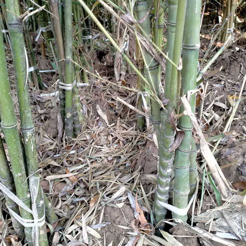 罗汉松佛肚竹基地直发量大优惠全国包邮
