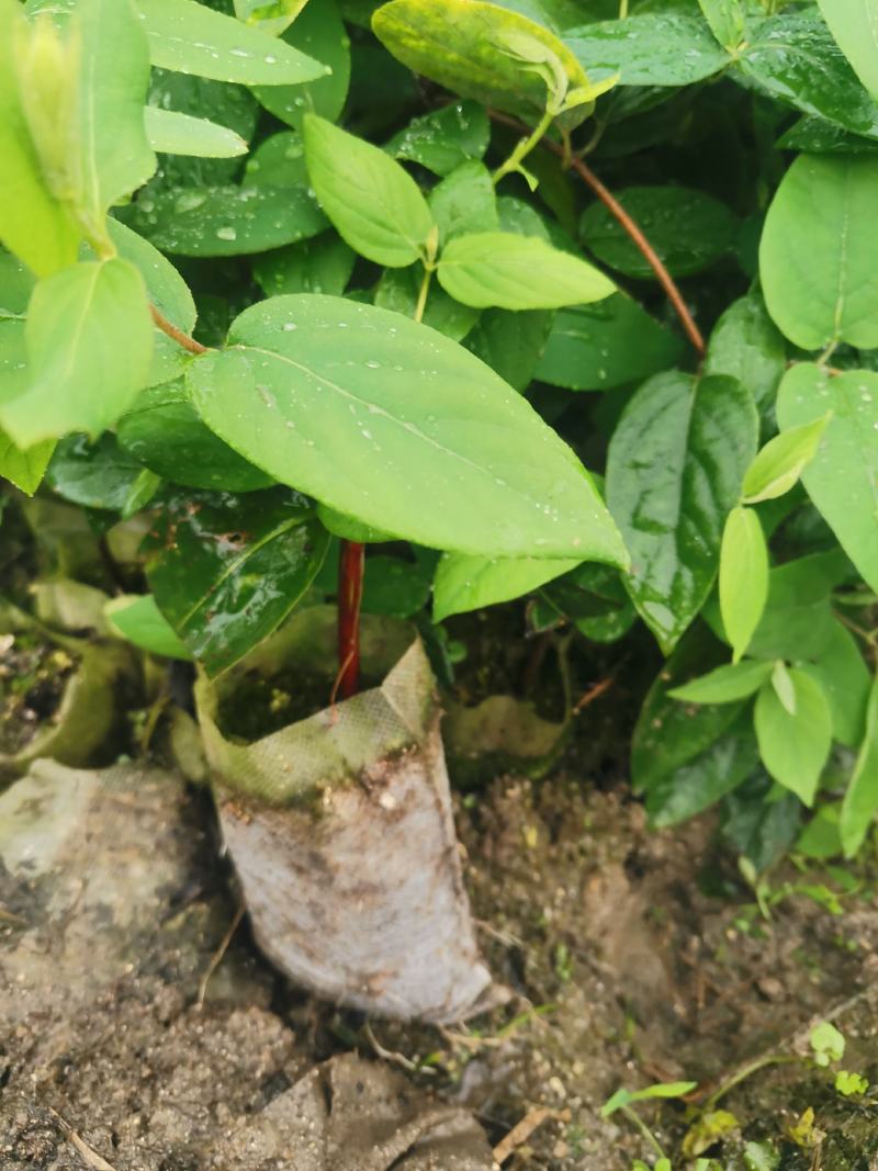 金银花（山银花：金翠蕾，银翠蕾，白云）