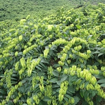 金银花（山银花：金翠蕾，银翠蕾，白云）