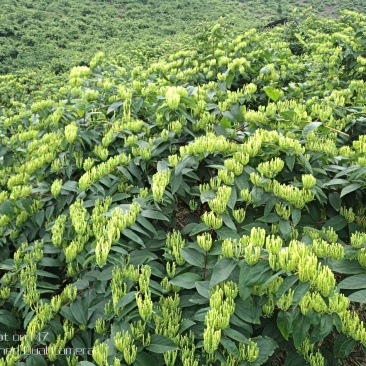 金银花（山银花：金翠蕾，银翠蕾，白云）