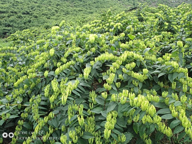 金银花（山银花：金翠蕾，银翠蕾，白云）