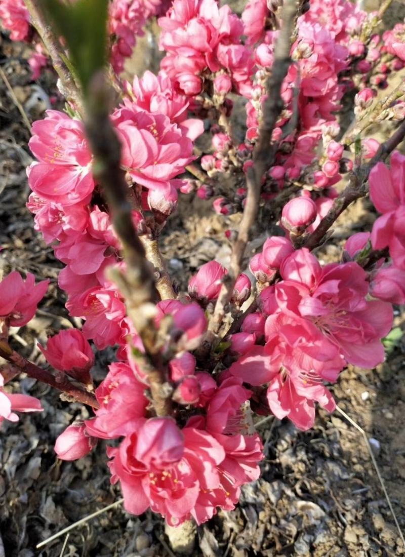 红花寿桃嫁接苗矮化盆栽地栽当年结果南北方适宜种植包邮