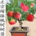 红花寿桃嫁接苗矮化盆栽地栽当年结果南北方适宜种植包邮