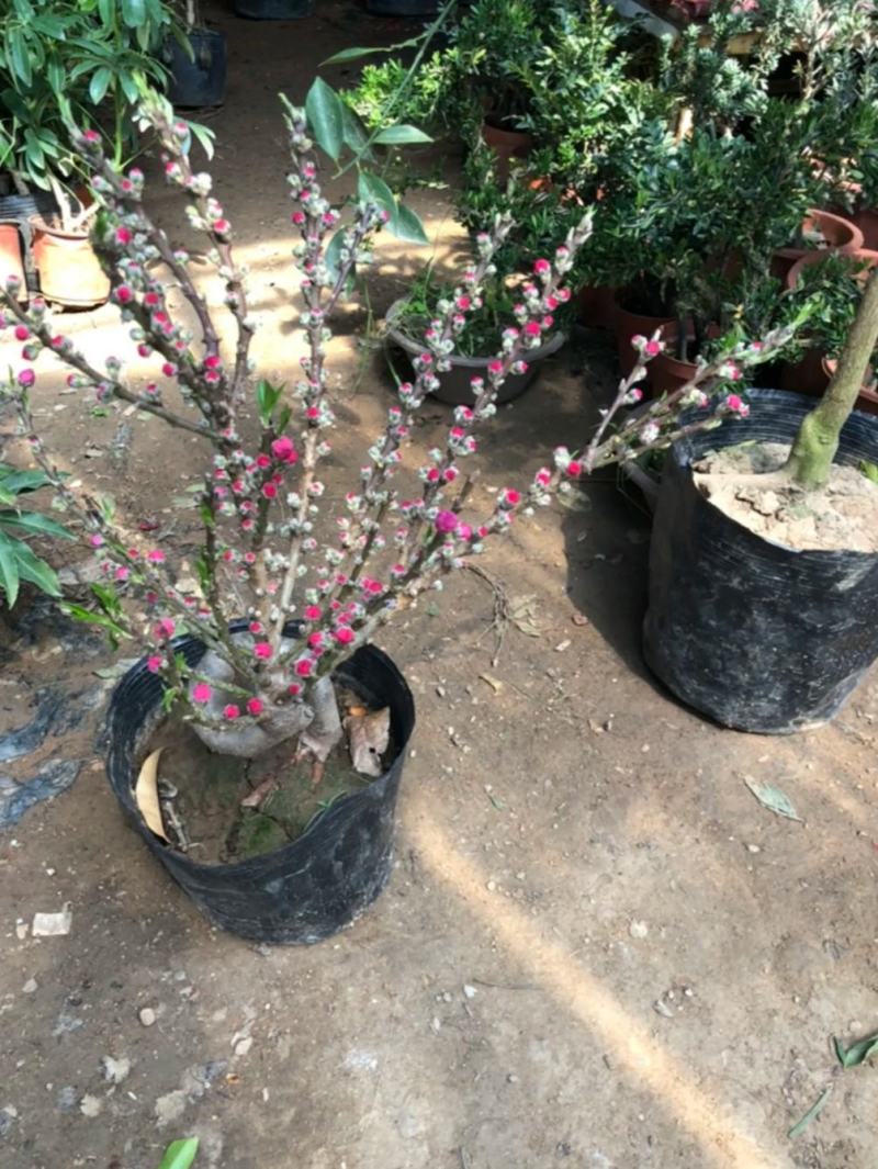 红花寿桃嫁接苗矮化盆栽地栽当年结果南北方适宜种植包邮