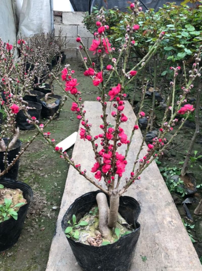 红花寿桃嫁接苗矮化盆栽地栽当年结果南北方适宜种植包邮