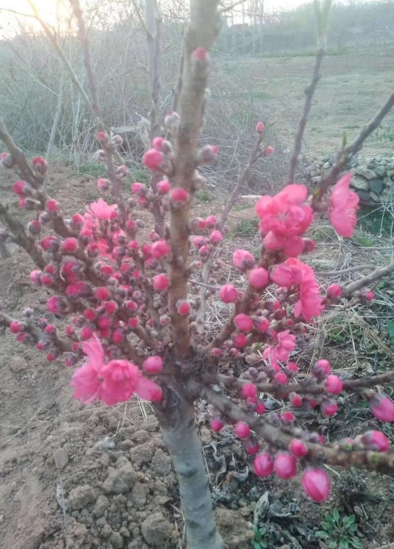 红花寿桃嫁接苗矮化盆栽地栽当年结果南北方适宜种植包邮