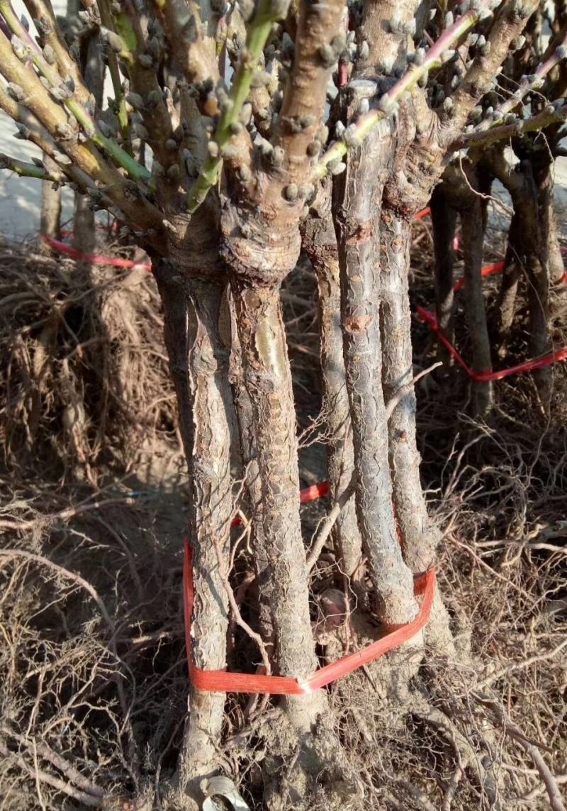 红花寿桃嫁接苗矮化盆栽地栽当年结果南北方适宜种植包邮