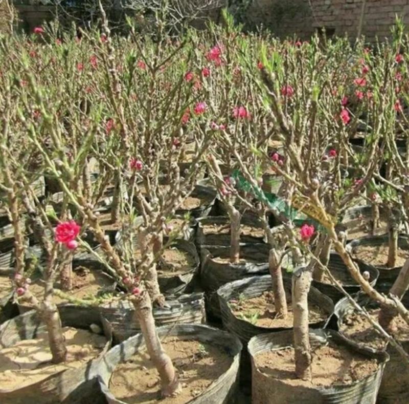 红花寿桃嫁接苗矮化盆栽地栽当年结果南北方适宜种植包邮
