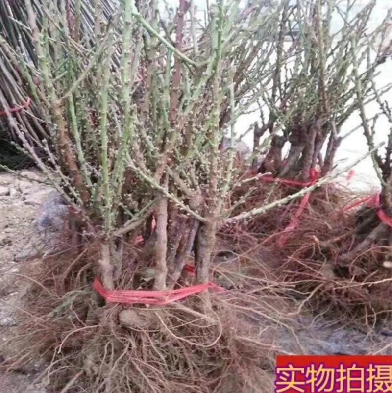 红花寿桃嫁接苗矮化盆栽地栽当年结果南北方适宜种植包邮