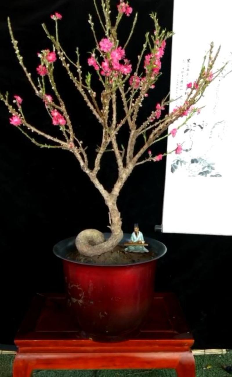 红花寿桃嫁接苗矮化盆栽地栽当年结果南北方适宜种植包邮