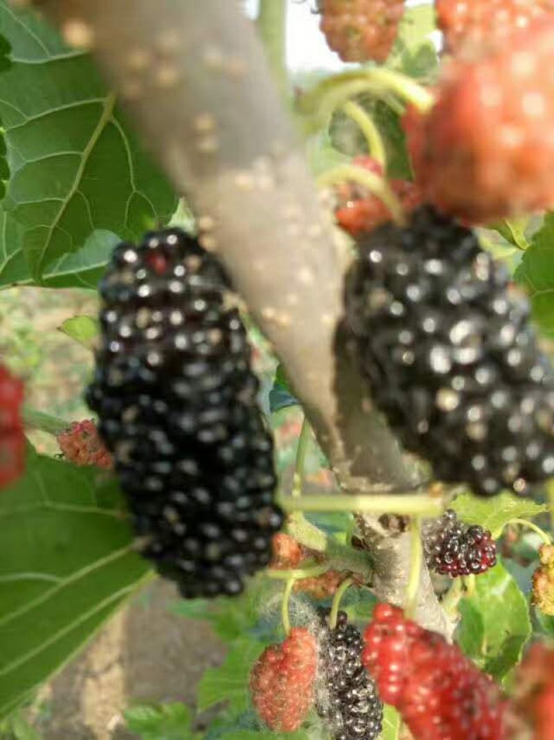 黑莓苗。基地批发黑莓苗。量大优惠。需要的联系。