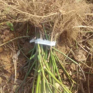黑莓苗。基地批发黑莓苗。量大优惠。需要的联系。