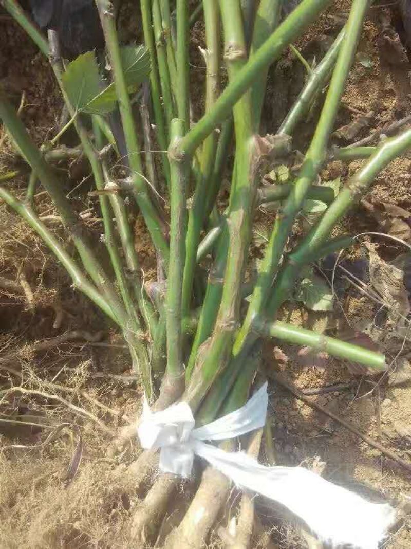 黑莓苗。基地批发黑莓苗。量大优惠。需要的联系。