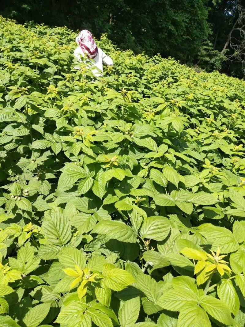 黑莓苗。基地批发黑莓苗。量大优惠。需要的联系。