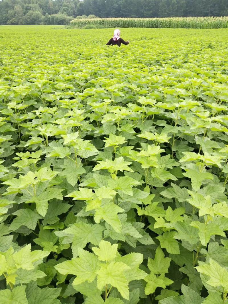 黑莓苗。基地批发黑莓苗。量大优惠。需要的联系。